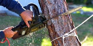 Best Tree Health Inspection  in Lafayette, IN