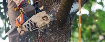 Best Tree and Shrub Care  in Lafayette, IN