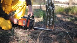 Trusted Lafayette, IN Tree Removal Experts