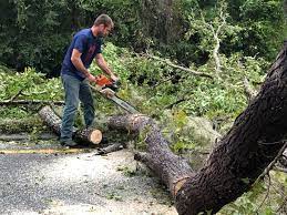 Best Tree Disease Treatment  in Lafayette, IN