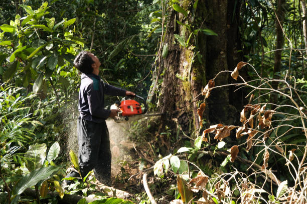 Best Arborist Consultation Services  in Lafayette, IN