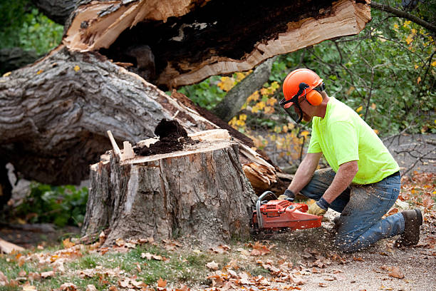 Best Tree Mulching  in Lafayette, IN
