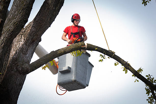 Best Fruit Tree Pruning  in Lafayette, IN